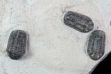 Austerops Trilobite Mortality Plate From Jorf - Trilobites #86904-2